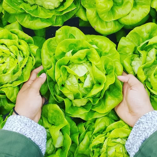 Agriculture - Cabbage. Agriculture - Cabbage.