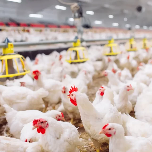 Poultry Farm. Scotmas - Chlorine Dioxide Specialist.