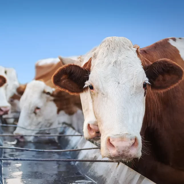 Beef and diary cattle. Scotmas - Chlorine Dioxide Specialist.