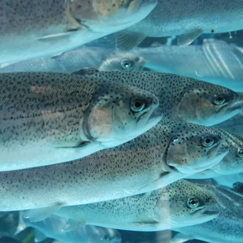 Aquaculture - Fish Farming and Processing. Scotmas - Chlorine Dioxide Specialist. Aquaculture - Fish Farming and Processing. Scotmas - Chlorine Dioxide Specialist.