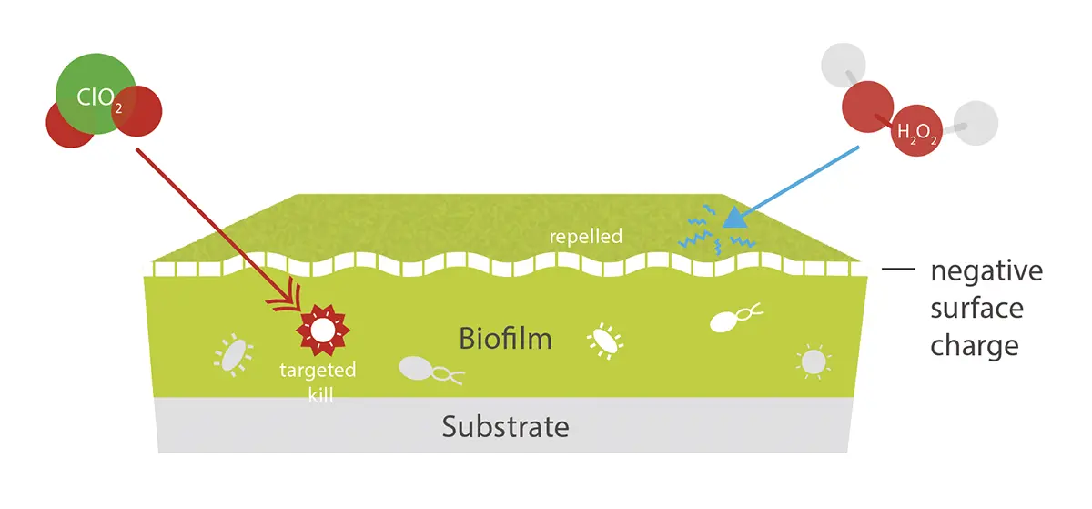 Illustration of the effect of chlorine dioxide on biofilm. Scotmas