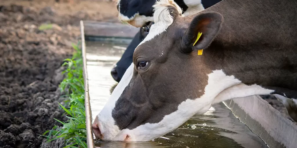 Maximising Milk Production: The Importance of Clean Water for the Dairy Industry – Scotmas Maximising Milk Production: The Importance of Clean Water for the Dairy Industry - Scotmas