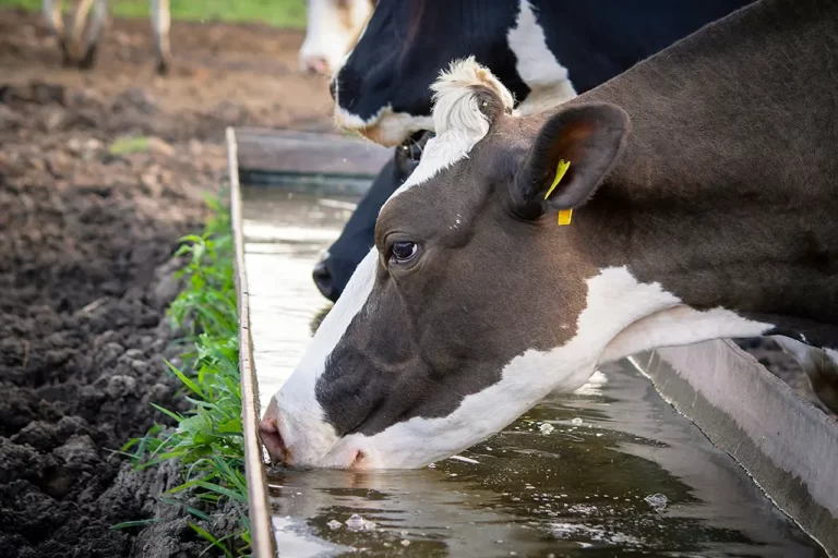 Maximising Milk Production: The Importance of Clean Water for the Dairy Industry - Scotmas