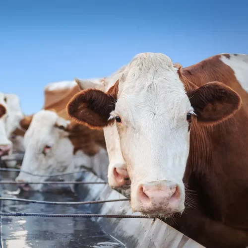 Clean water is essential for the health and well-being of the animals