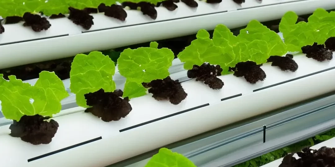 Hydroponic Farming: The Benefits of Chlorine Dioxide Water Dosing Hydroponic Farming: The Benefits of Chlorine Dioxide Water Dosing