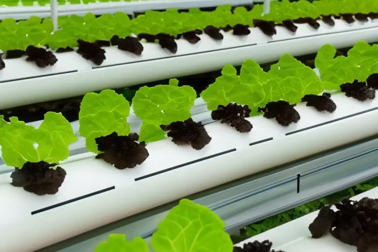 Hydroponic Farming: The Benefits of Chlorine Dioxide Water Dosing