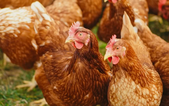 Our Chlorine Dioxide (ClO2) dosing systems Poultry Dosing Solutions Our Chlorine Dioxide (ClO2) dosing systems are designed to help you maximise productivity while minimising costs.