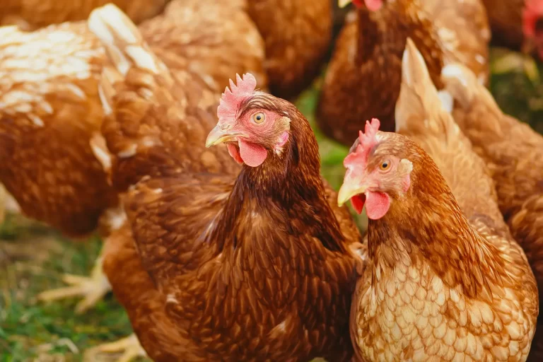 Our Chlorine Dioxide (ClO2) dosing systems are designed to help you maximise productivity while minimising costs.