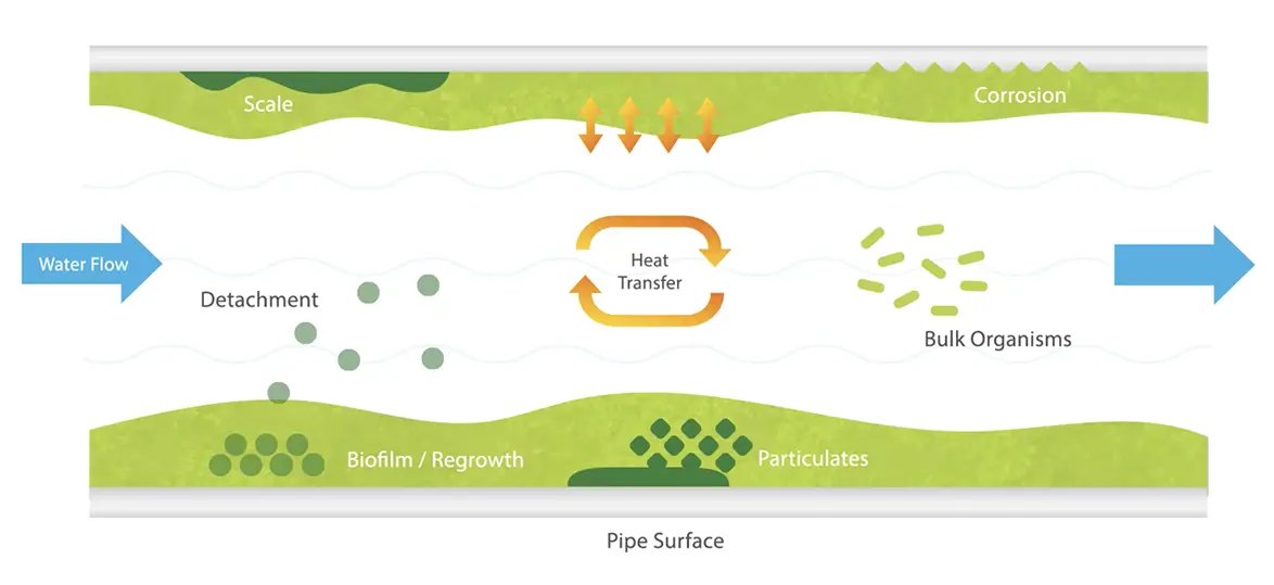 Biofilm Formation in Drinking Water Treatment Systems : Scotmas.
