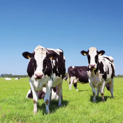 Access to clean water is vital for profitable milk production