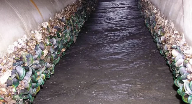 Macrofouling Control – Scotmas Effective Macrofouling Control with Active Chlorine Dioxide Dosing