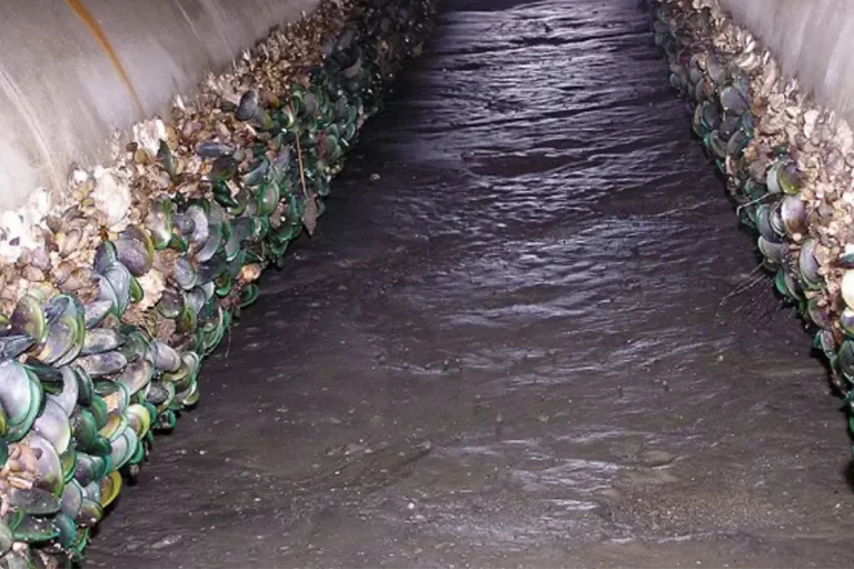 Effective Macrofouling Control with Active Chlorine Dioxide Dosing