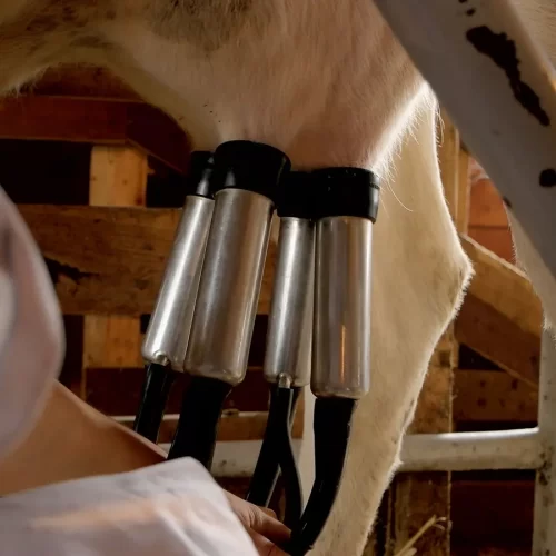 Poor water quality can cause a decrease in water consumption and feed conversion rate, reducing milk production.