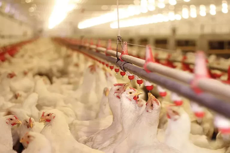 Why Use Chlorine Dioxide Instead of Hydrogen Peroxide in Agriculture? Scotmas