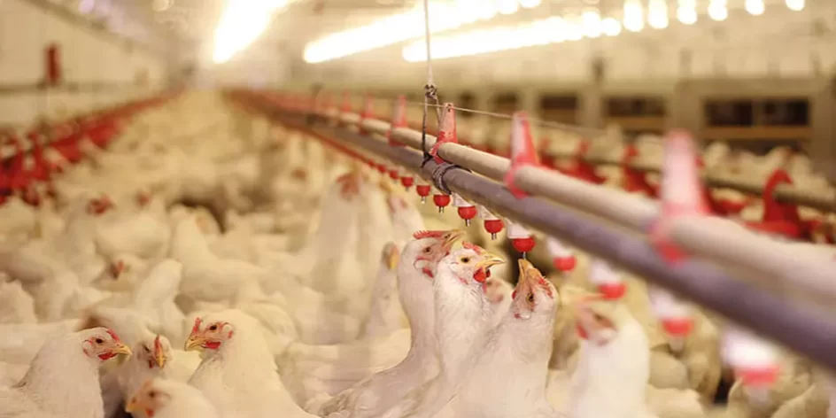 Why Use Chlorine Dioxide Instead of Hydrogen Peroxide in Agriculture? Scotmas