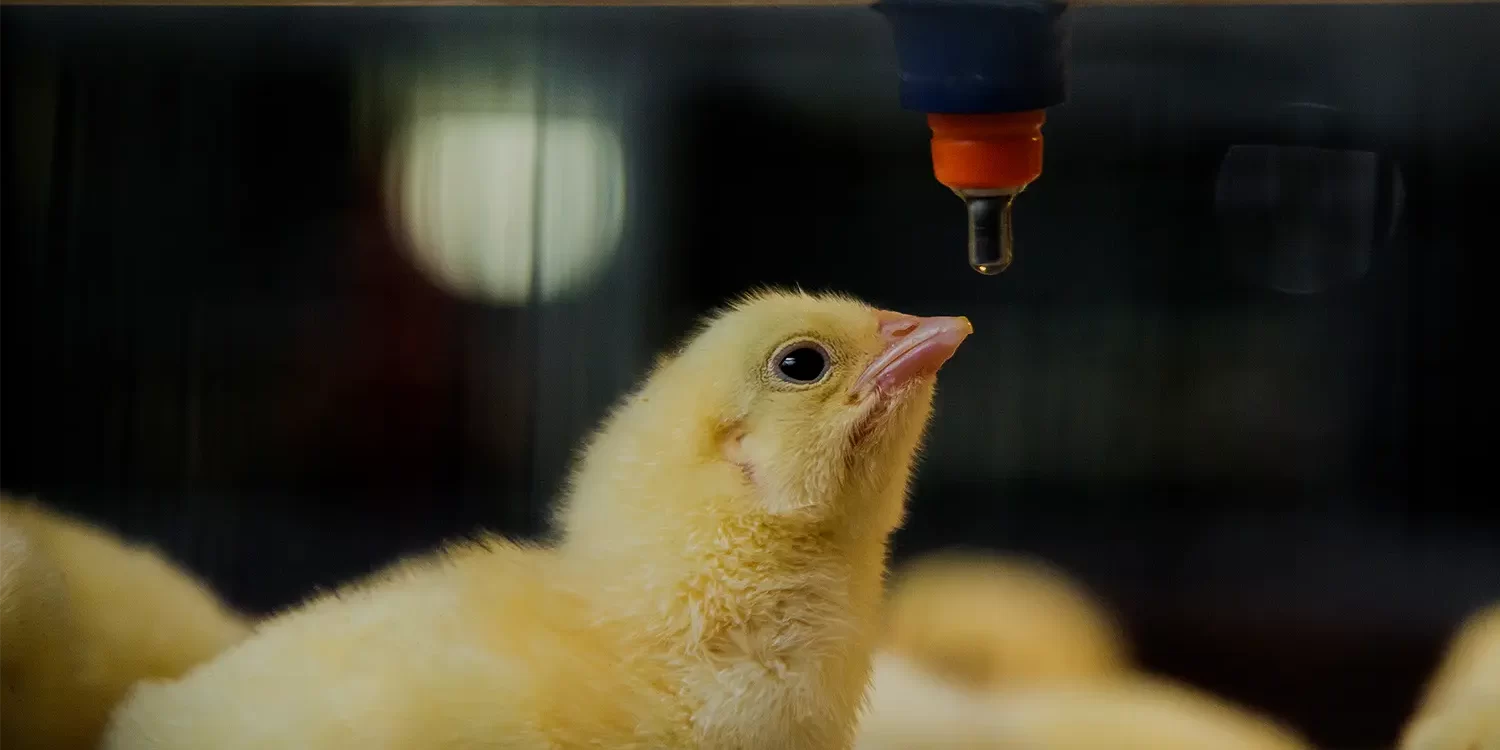 Biofilm Management in Hatchery