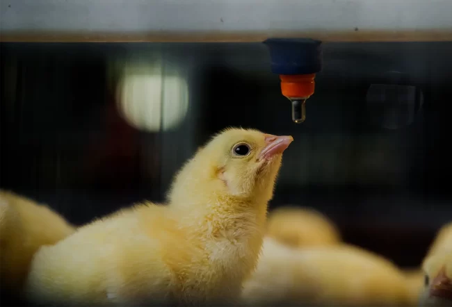 Biofilm Management in Hatchery