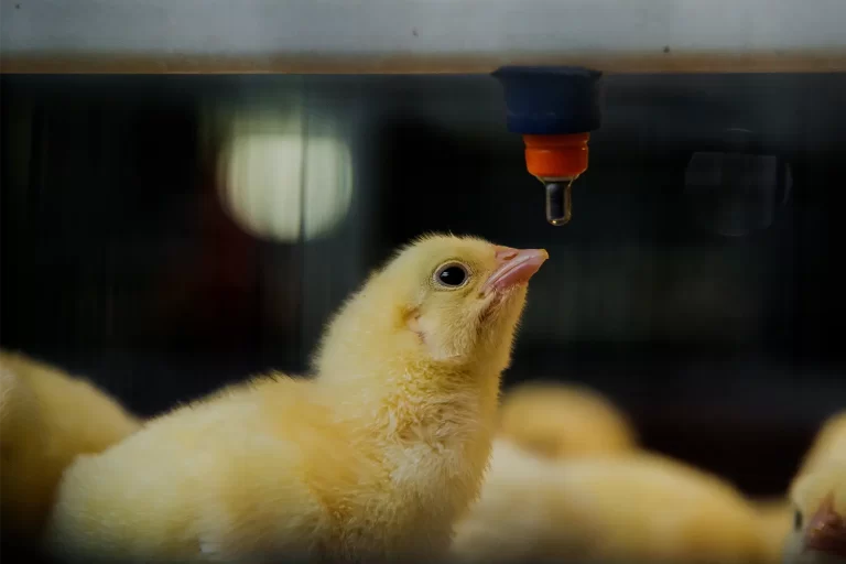 Biofilm Management in Hatchery