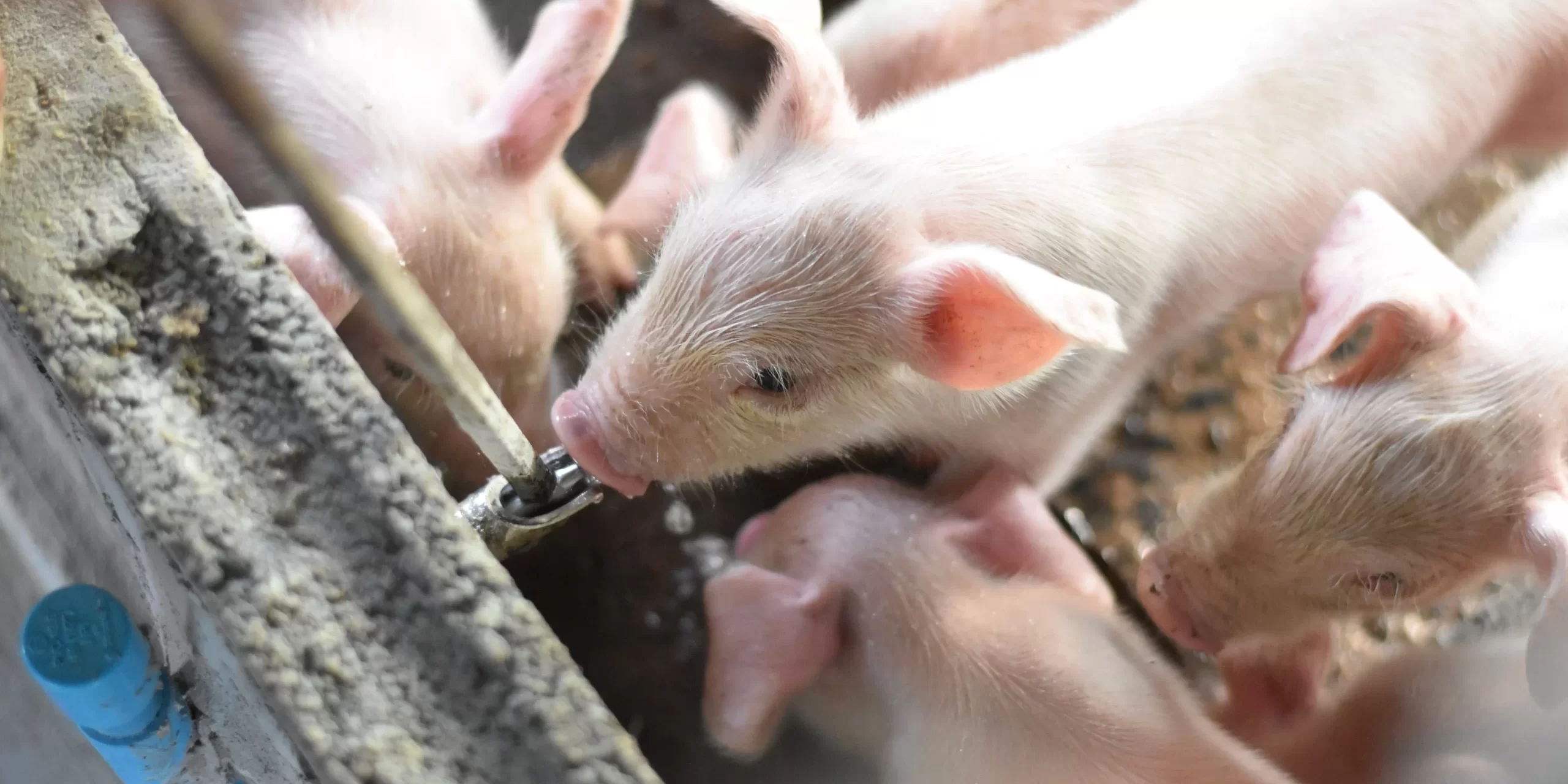 Pigs Drinking Water Maximising Genetic Potential in Pig Farming