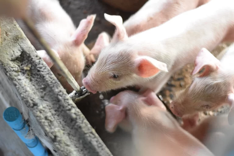 Maximising Genetic Potential in Pig Farming