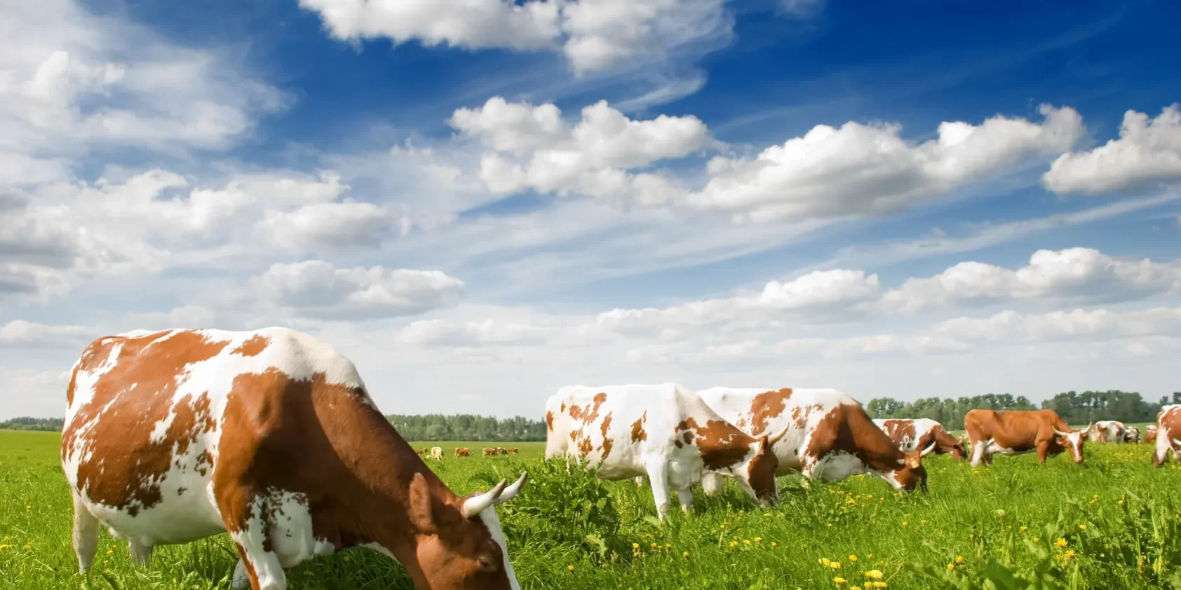 Unlocking Agricultural and Horticultural Potential with Chlorine Dioxide Water Treatment