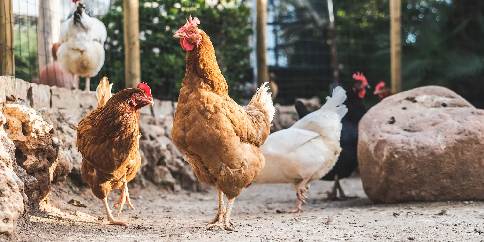 Chlorine Dioxide vs Hydrogen Peroxide in Agriculture