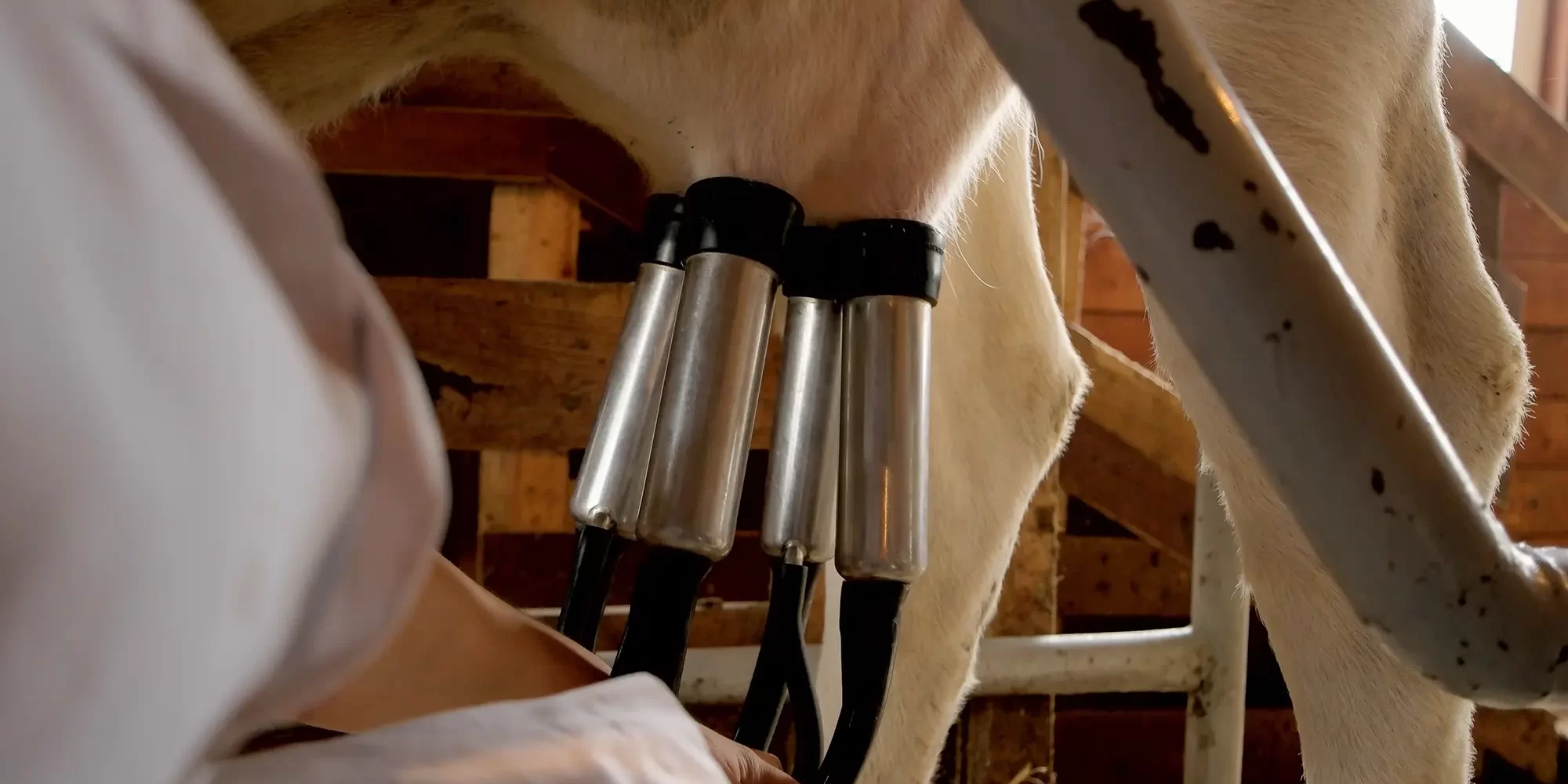 The Crucial Role of Water Quality in Milk Production