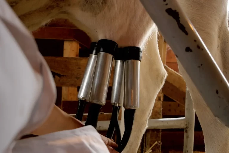 milking-a-cow-with-automatic-milking-machine-2021-09-04-16-24-12-utc copy The Crucial Role of Water Quality in Milk Production