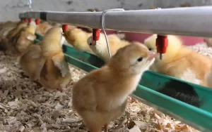 Enhancing Chicken Health with Chlorine Dioxide Water Treatment