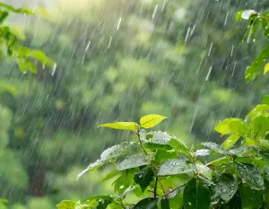 Interaction of Aluminium with Water and Chlorine Dioxide