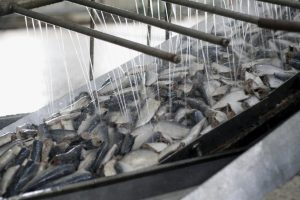 Chlorine Dioxide Water Treatment in the UK Fish Industry