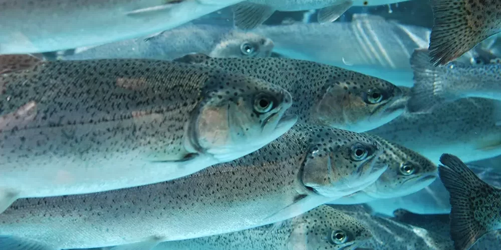 Chlorine Dioxide Water Treatment in the UK Fish Industry