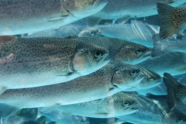 Chlorine Dioxide Water Treatment in the UK Fish Industry Chlorine Dioxide Water Treatment in the UK Fish Industry