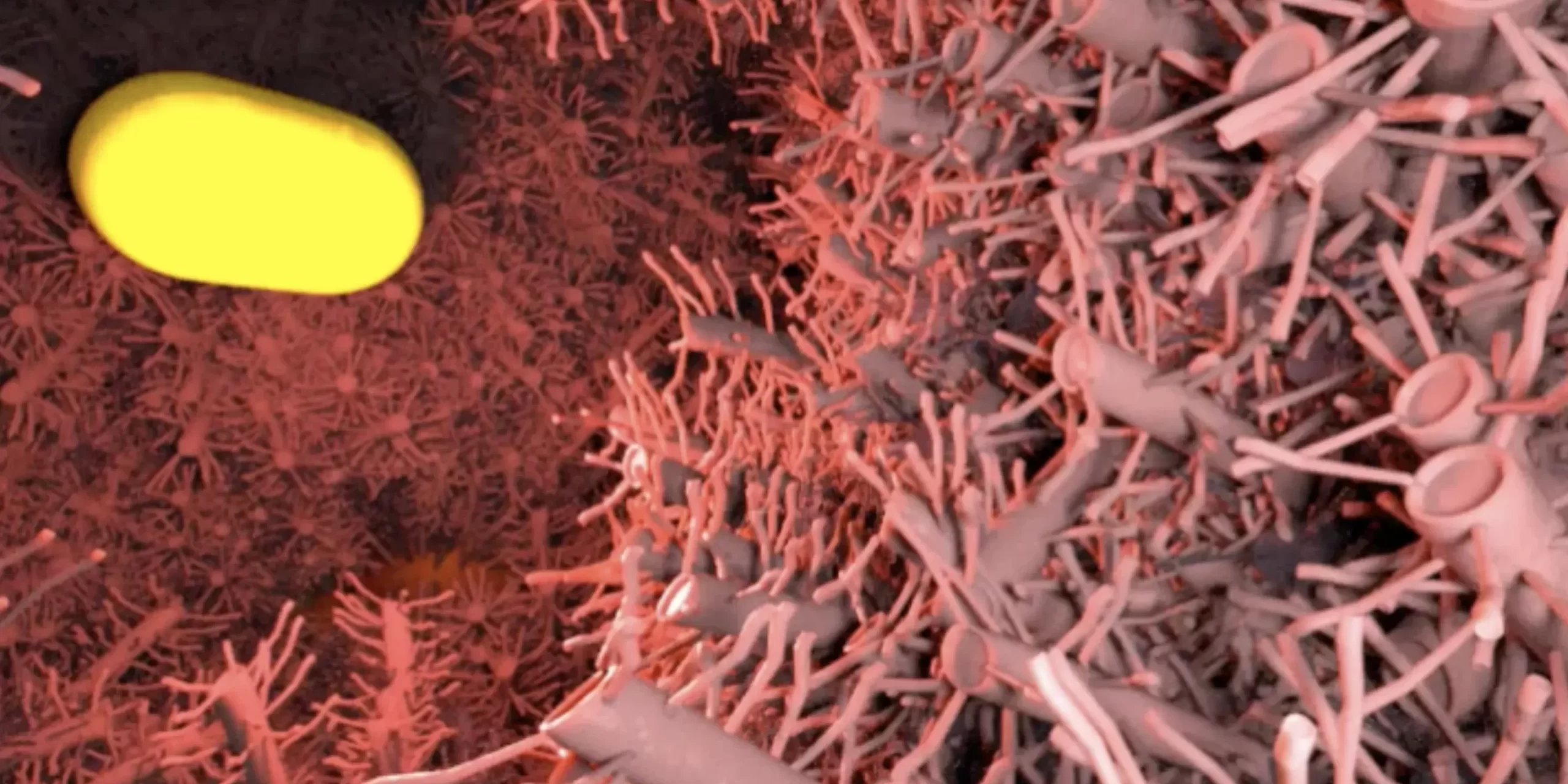 Enhancing Chicken Health with Chlorine Dioxide Water Treatment Enhancing Chicken Health with Chlorine Dioxide Water Treatment