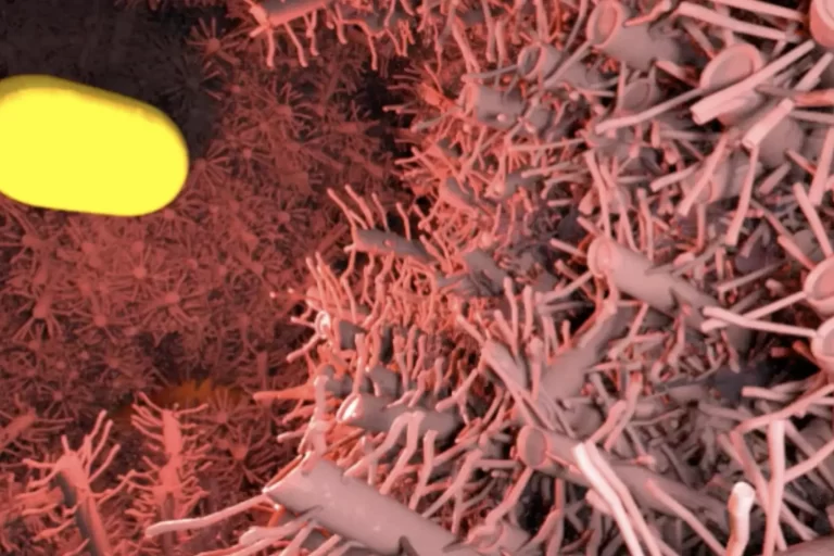 Enhancing Chicken Health with Chlorine Dioxide Water Treatment Enhancing Chicken Health with Chlorine Dioxide Water Treatment