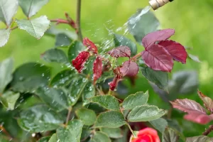 Combating Grey Mould in Cut Roses with Chlorine Dioxide