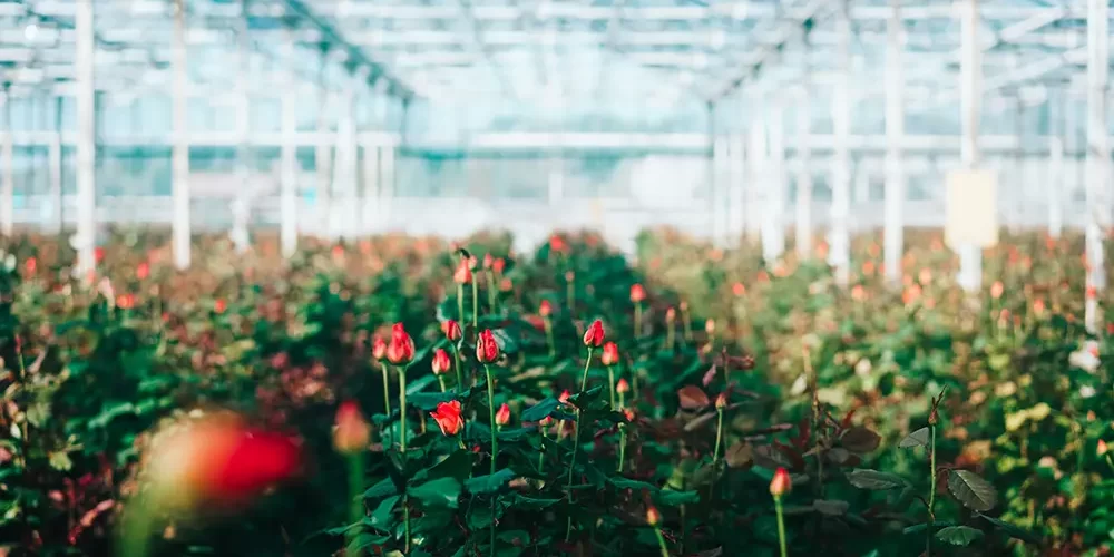 Combating Grey Mould in Cut Roses with Chlorine Dioxide