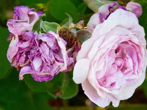 Combating Grey Mould in Cut Roses with Chlorine Dioxide