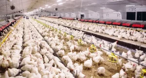 Understanding IBDV in Poultry and the Efficacy of Chlorine Dioxide