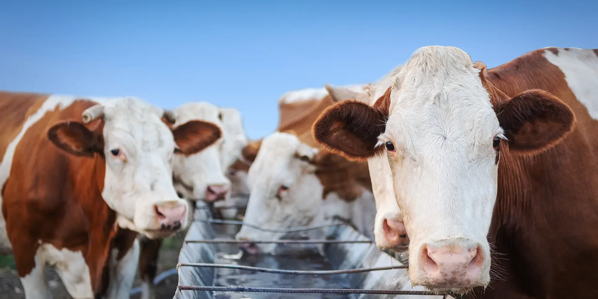 Ensuring Clean Drinking Water for Livestock: The Role of Chlorine Dioxide Ensuring Clean Drinking Water for Livestock: The Role of Chlorine Dioxide