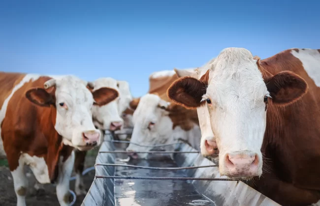 Ensuring Clean Drinking Water for Livestock: The Role of Chlorine Dioxide Ensuring Clean Drinking Water for Livestock: The Role of Chlorine Dioxide