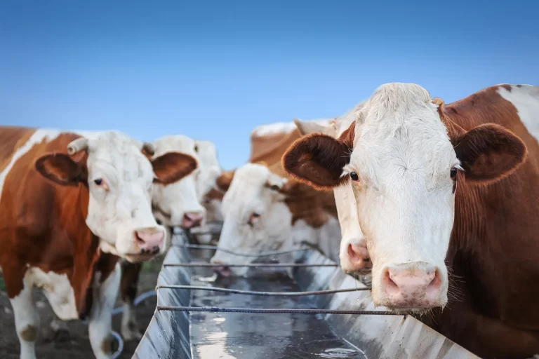 Ensuring Clean Drinking Water for Livestock: The Role of Chlorine Dioxide Ensuring Clean Drinking Water for Livestock: The Role of Chlorine Dioxide