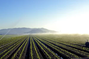 Harnessing Rainwater in Horticulture