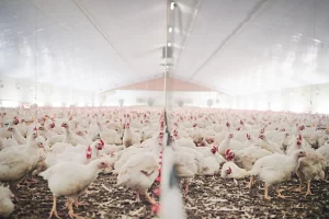 Avian influenza, commonly known as bird flu, is a viral infection that affects bird species, particularly poultry.