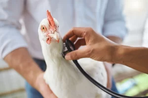 Avian influenza, commonly known as bird flu, is a viral infection that affects bird species, particularly poultry.