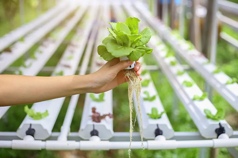 roots system of a healthy vertical farm plant. roots system of a healthy vertical farm plant.