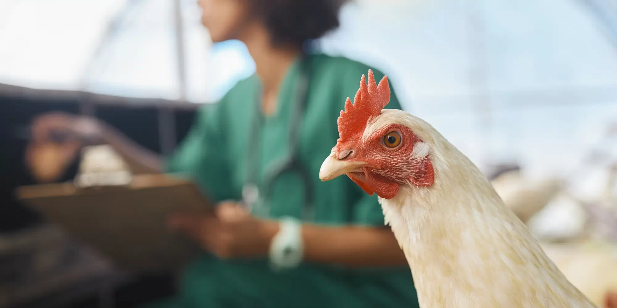 Combatting Avian Influenza in Poultry Farms with Chlorine Dioxide Combatting Avian Influenza in Poultry Farms with Chlorine Dioxide