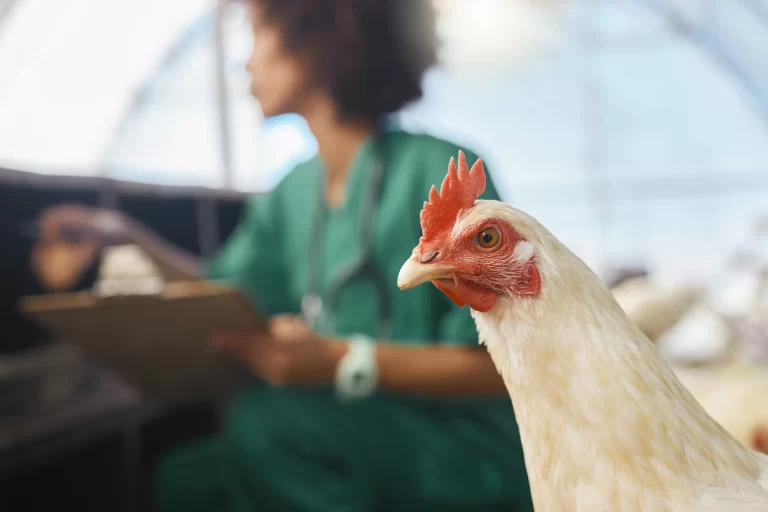 Combatting Avian Influenza in Poultry Farms with Chlorine Dioxide Combatting Avian Influenza in Poultry Farms with Chlorine Dioxide