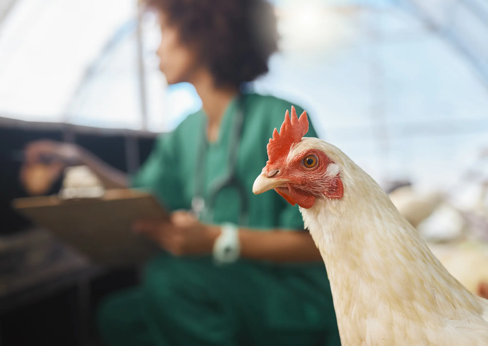 Combatting Avian Influenza in Poultry Farms with Chlorine Dioxide