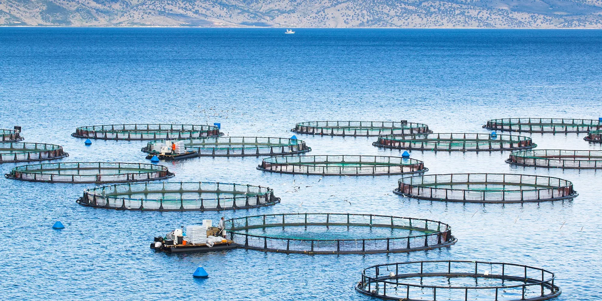 Optimising Aquaculture with Chlorine Dioxide Optimising Aquaculture with Chlorine Dioxide
